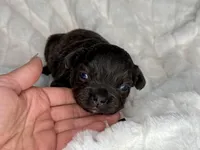 Onyx, a female French Bulldog for sale in Greensboro, NC – Photo 1 of 6