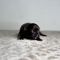 Onyx, a female French Bulldog for sale in Greensboro, NC – Photo 6 of 7