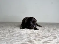 Onyx, a female French Bulldog for sale in Greensboro, NC – Photo 5 of 6