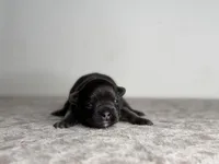 Onyx, a female French Bulldog for sale in Greensboro, NC – Photo 4 of 6