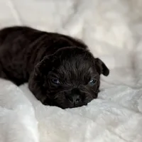 Onyx, a female French Bulldog for sale in Greensboro, NC – Photo 3 of 7