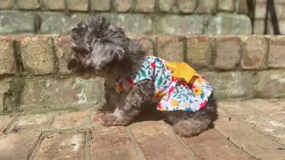 Chai, a female Poodle - Miniature  for sale in Greensboro, NC – 2 of 7