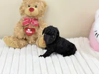 Chanel, a female Poodle - Toy  for sale in Greensboro, NC – 2 of 4