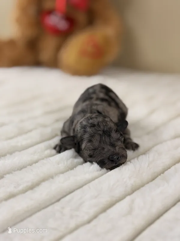 Kona – Poodle - Miniature  puppy for sale in Greensboro, NC