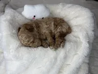 Biscuit, a male Poodle - Miniature  for sale in Greensboro, NC – 2 of 5