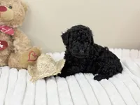 Expresso, a male Poodle - Miniature  for sale in Greensboro, NC – 4 of 6