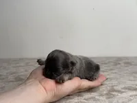 Bluebell, a female French Bulldog for sale in Greensboro, NC – Photo 1 of 2