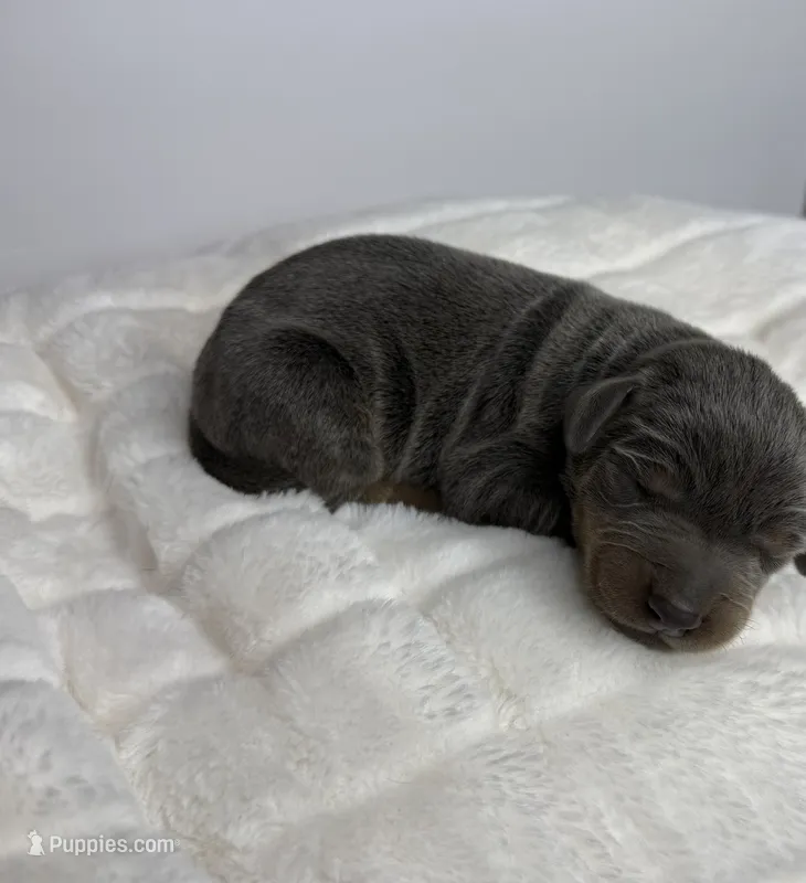 Slate – Doberman Pinscher puppy for sale in Greensboro, NC