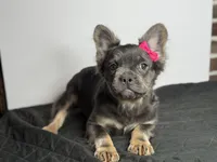 Shadow, a female French Bulldog for sale in Greensboro, NC – 2 of 3