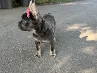 Onyx, a female French Bulldog for sale in Greensboro, NC – 2 of 5