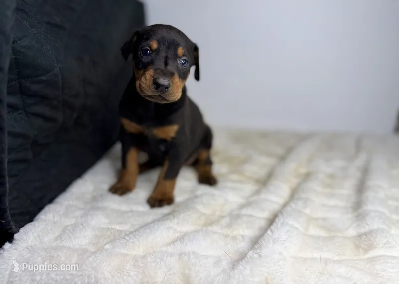 Kobe – Doberman Pinscher puppy for sale in Greensboro, NC