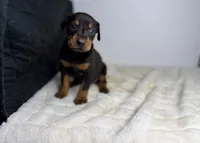 Kobe, a male Doberman Pinscher for sale in Greensboro, NC – 1 of 5