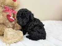 Expresso, a male Poodle - Miniature  for sale in Greensboro, NC – 2 of 6