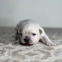 Polar Bear, a male French Bulldog for sale in Greensboro, NC – Photo 4 of 6