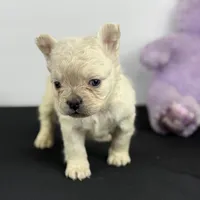 Polar Bear, a male French Bulldog for sale in Greensboro, NC – Photo 2 of 6
