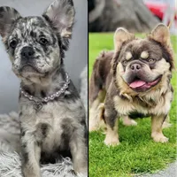 Polar Bear, a male French Bulldog for sale in Greensboro, NC – Photo 6 of 6