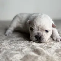 Polar Bear, a male French Bulldog for sale in Greensboro, NC – Photo 3 of 6
