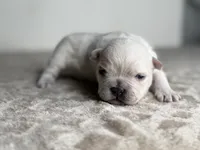 Polar Bear, a male French Bulldog for sale in Greensboro, NC – Photo 1 of 4