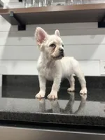 Polar Bear, a male French Bulldog for sale in Greensboro, NC – 2 of 8