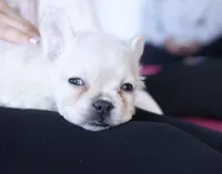 Polar Bear, a male French Bulldog for sale in Greensboro, NC – 1 of 8