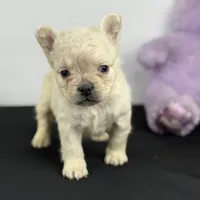 Polar Bear, a male French Bulldog for sale in Greensboro, NC – Photo 1 of 6