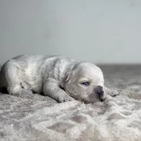 Polar Bear, a male French Bulldog for sale in Greensboro, NC – Photo 5 of 6