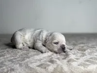 Polar Bear, a male French Bulldog for sale in Greensboro, NC – Photo 3 of 4