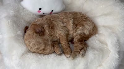 Biscuit, a male Poodle - Miniature  for sale in Greensboro, NC – 5 of 5