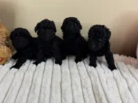 Teddy, a male Poodle - Toy  for sale in Greensboro, NC – 3 of 4