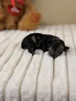 Latte, a female Poodle - Miniature  for sale in Greensboro, NC – 1 of 2
