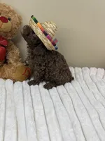 Mocha, a male Poodle - Miniature  for sale in Greensboro, NC – 3 of 6