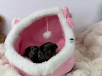 Brownie, a male Yorkipoo for sale in Greensboro, NC – Photo 3 of 4