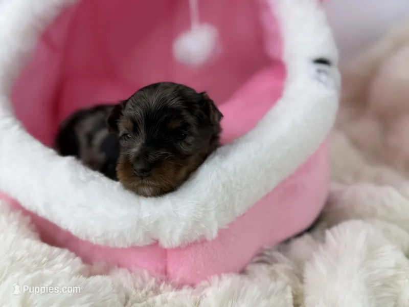 Brownie – Yorkipoo puppy for sale in Greensboro, NC