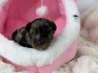 Brownie, a male Yorkipoo for sale in Greensboro, NC – Photo 4 of 4