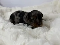 Brownie, a male Yorkipoo for sale in Greensboro, NC – Photo 2 of 4