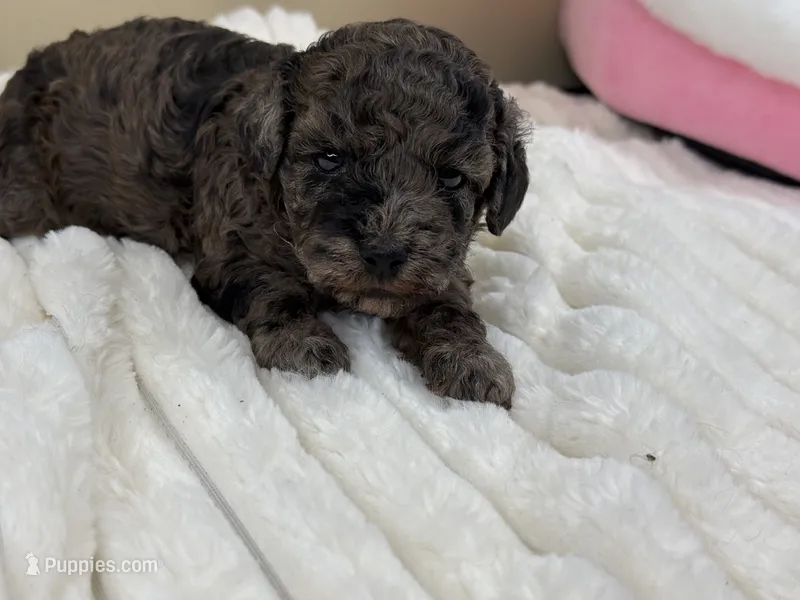 Truffle – Poodle - Miniature  puppy for sale in Greensboro, NC
