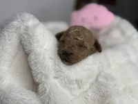 Honey , a female Poodle - Miniature  for sale in Greensboro, NC – 2 of 4