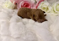 Biscuit , a male Poodle - Toy  for sale in Greensboro, NC – Photo 1 of 2