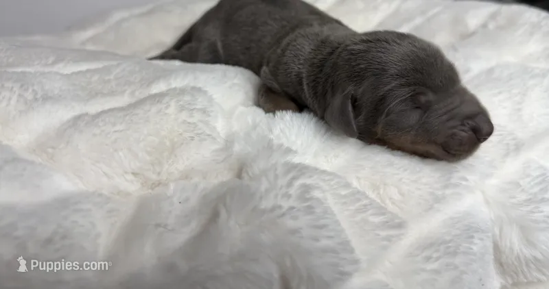 Luna – Doberman Pinscher puppy for sale in Greensboro, NC