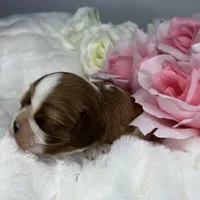 Princess Seraphina, a female Cavalier King Charles Spaniel for sale in Greensboro, NC – Photo 3 of 3