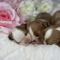 Princess Seraphina, a female Cavalier King Charles Spaniel for sale in Greensboro, NC – Photo 2 of 3