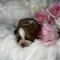 Princess Seraphina, a female Cavalier King Charles Spaniel for sale in Greensboro, NC – Photo 1 of 3