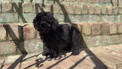 Teddy, a male Poodle - Toy  for sale in Greensboro, NC – 3 of 7