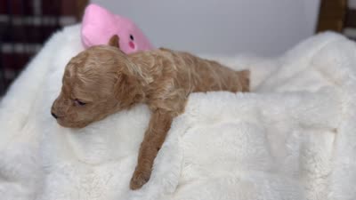 Maple, a female Poodle - Miniature  for sale in Greensboro, NC – 5 of 5