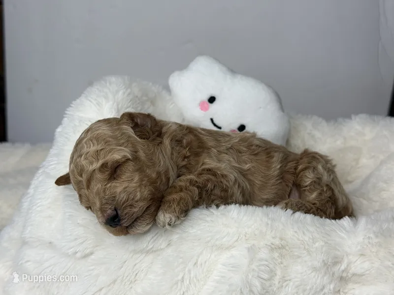 Biscuit – Poodle - Miniature  puppy for sale in Greensboro, NC