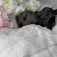 Mochi, a male Poodle - Toy  for sale in Greensboro, NC – Photo 3 of 8