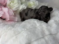 Mochi, a male Poodle - Toy  for sale in Greensboro, NC – Photo 1 of 6