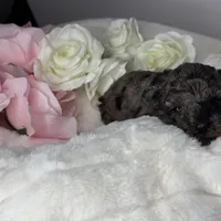 Mochi, a male Poodle - Toy  for sale in Greensboro, NC – Photo 6 of 8