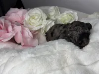 Mochi, a male Poodle - Toy  for sale in Greensboro, NC – Photo 4 of 6