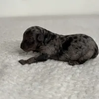 Mochi, a male Poodle - Toy  for sale in Greensboro, NC – Photo 8 of 8